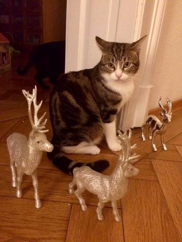 Bobby Advent Newsletter