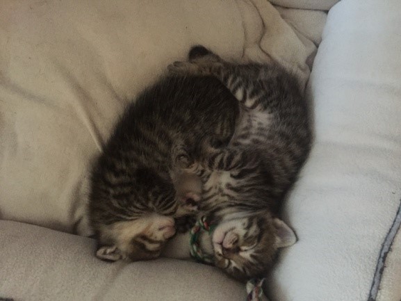 romeo