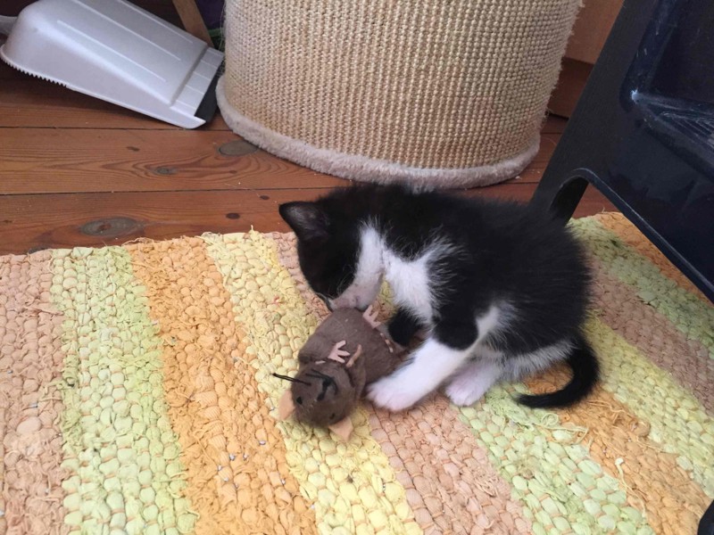 kitten