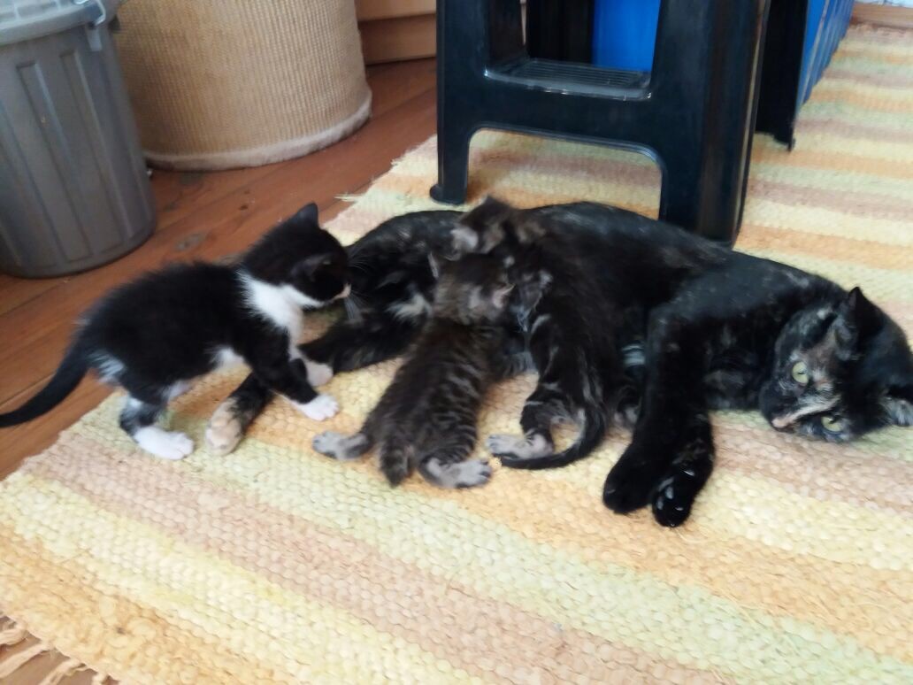 babies