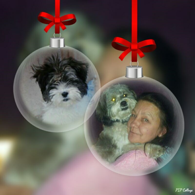 holly