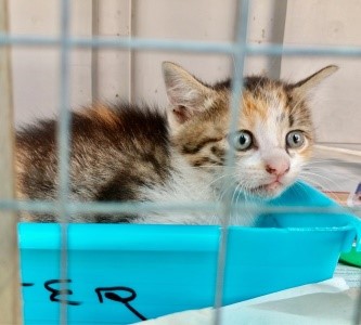 katze11