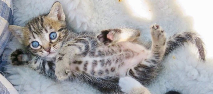 katze2