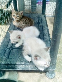 katze6