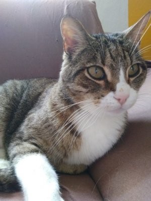 bassie