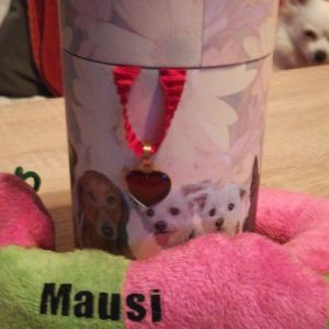 mausi_4