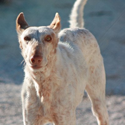 Hunde Aus Spanien