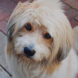 hunde