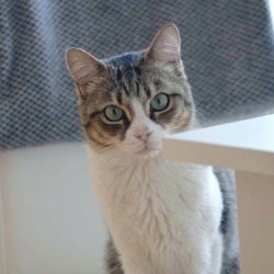 katzen