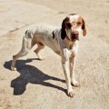 Mortimer8
