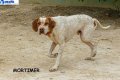 Mortimer9