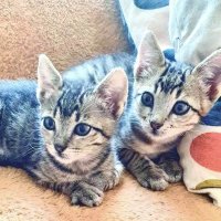 ZSAZSA & HECTOR1