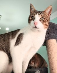 BOU2