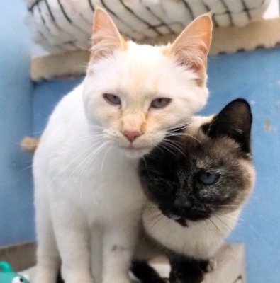 Lesly y Magic