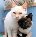 Lesly y Magic