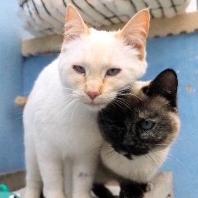 Lesly y Magic