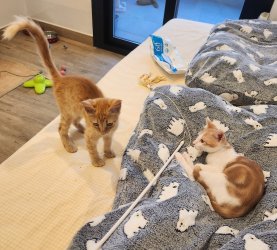 Clarence und Golden 2