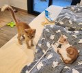 Clarence und Golden 2