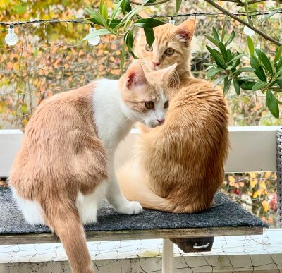 2025-10-18 um 10.35.25_7f46abab