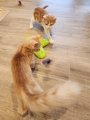 Clarence und Golden 3