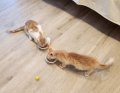 Clarence und Golden 4