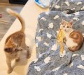 Clarence und Golden 1