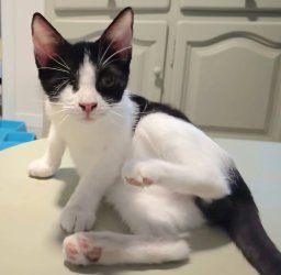 IMG-20251007-WA0032(1)