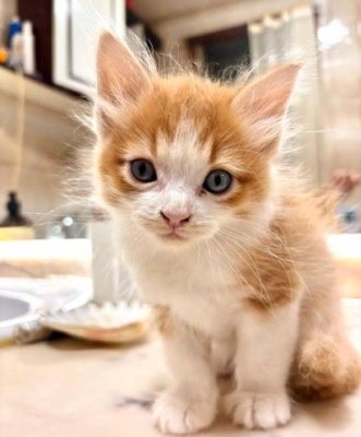 Simba