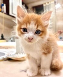 Simba