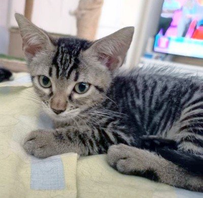 Ciro 2