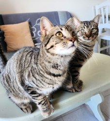 2026-02-17 at 08.59.16