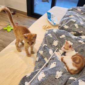 Clarence und Golden 2