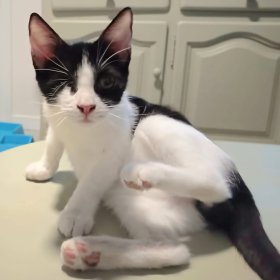 IMG-20251007-WA0032(1)