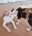 Max und Mia