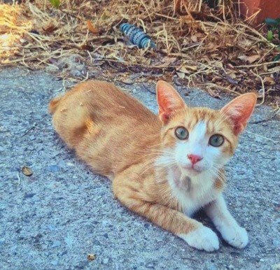 Luis(2)