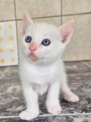 TOFU1