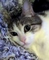 a_116901777714711