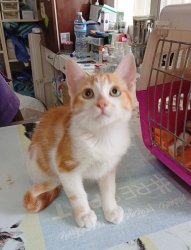 Merlin