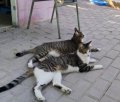 Princesa und Gordo 2
