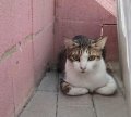 Princesa 2