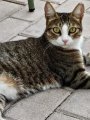 Gordo