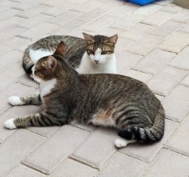 Princesa und Gordo