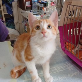 Merlin