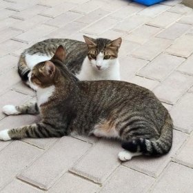 Princesa und Gordo