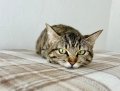 IMG_0868