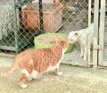 PACO