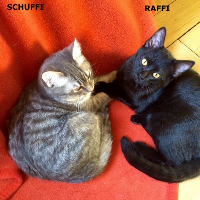 ra-schuffi-+raffi1