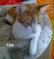 Tim2