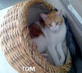 Tom2