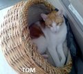 Tom2